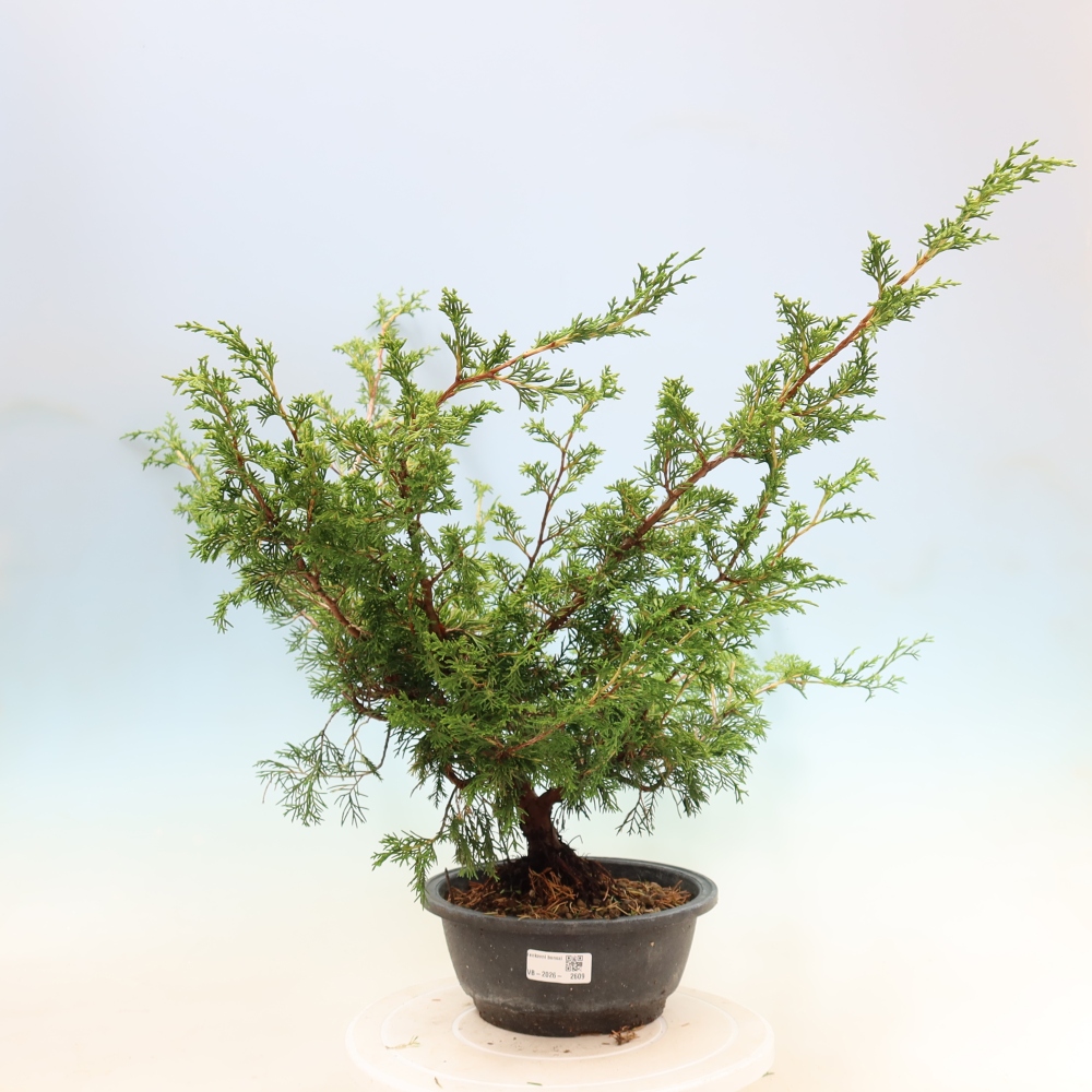 Bonsai für draußen - Juniperus chinensis Itoigawa