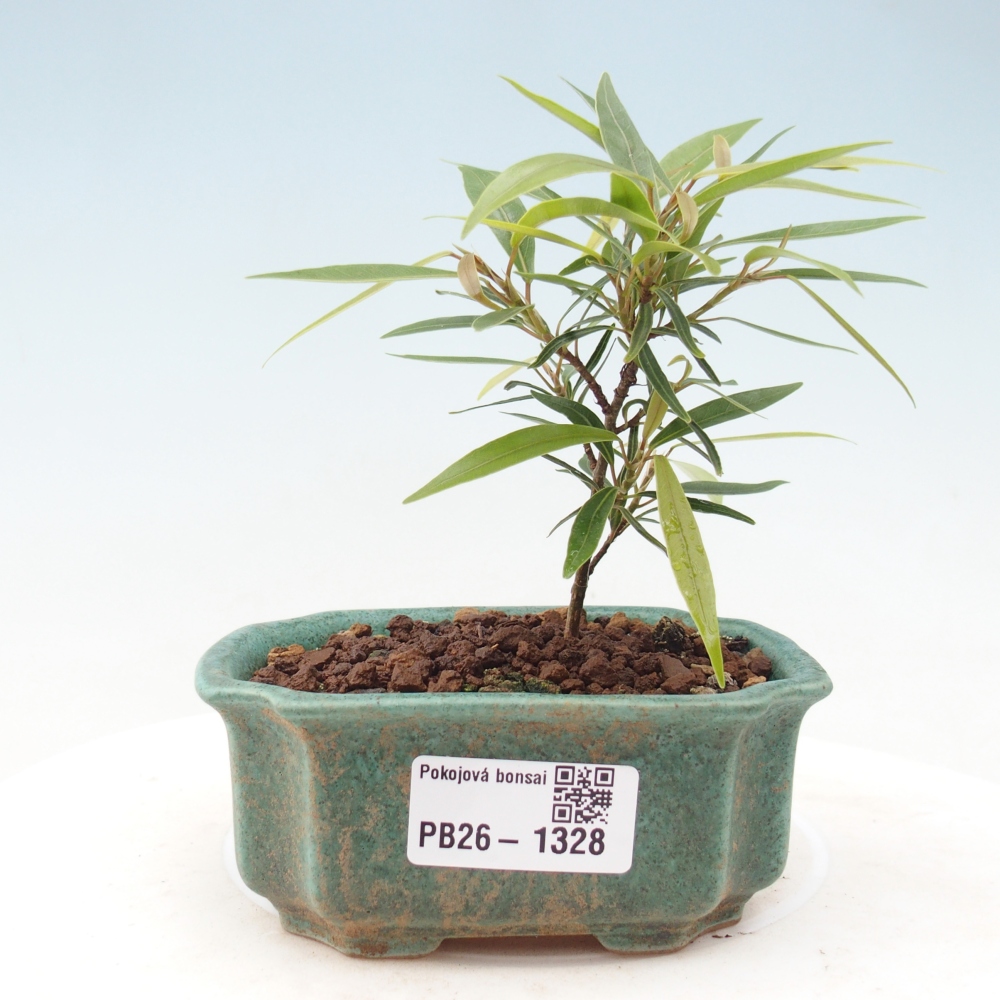 Zimmerbonsai - Ficus nerifolia - Kleinblättriger Ficus