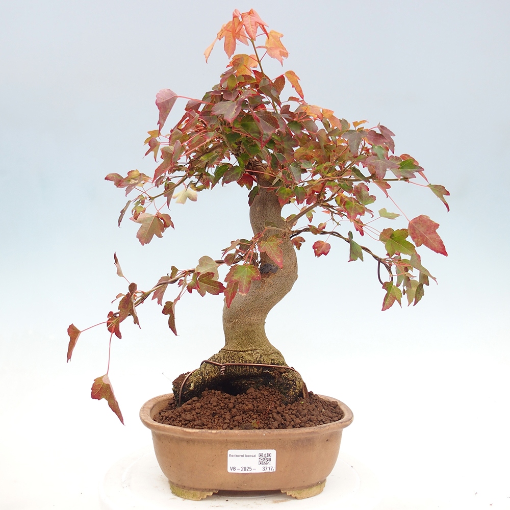 Bonsai für draußen - Acer Buergerianum - Bergahorn