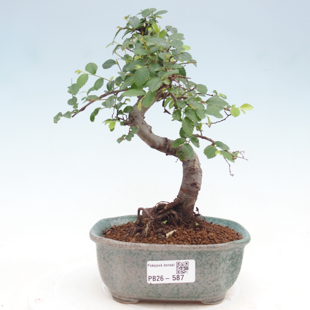 Zimmerbonsai - Ulmus parvifolia - Kleinblättrige Ulme