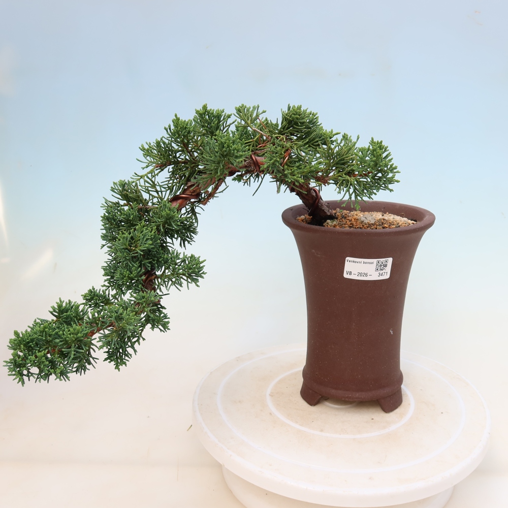 Bonsai für draußen - Juniperus chinensis Kishu