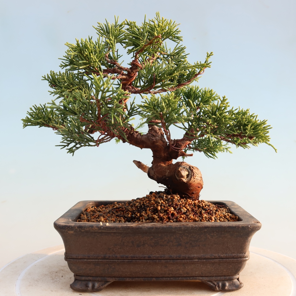 Bonsai für draußen - Juniperus chinensis Itoigawa