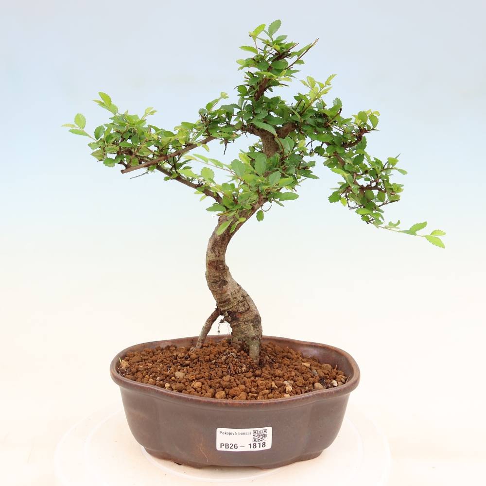 Zimmerbonsai - Ulmus parvifolia - Kleinblättrige Ulme