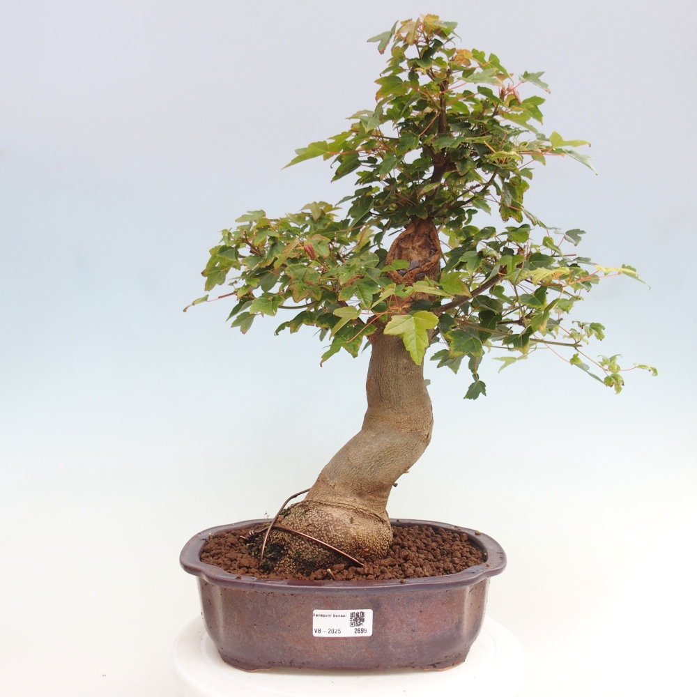 Bonsai für draußen - Acer Buergerianum - Bergahorn