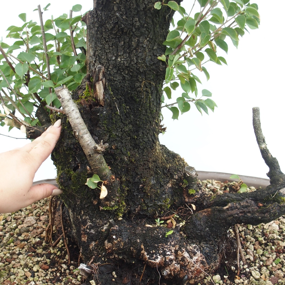 Bonsai für draußen - Mahalebka - Prunus mahaleb