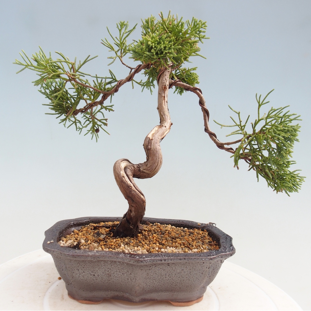 Bonsai für draußen - Juniperus chinensis Kishu