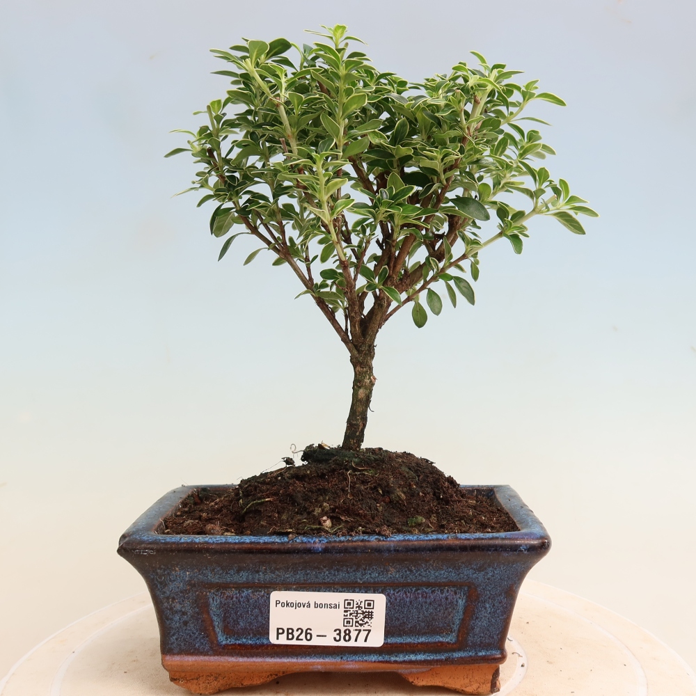 Zimmerbonsai - Serissa foetida Variegata - Baum der Tausend Sterne
