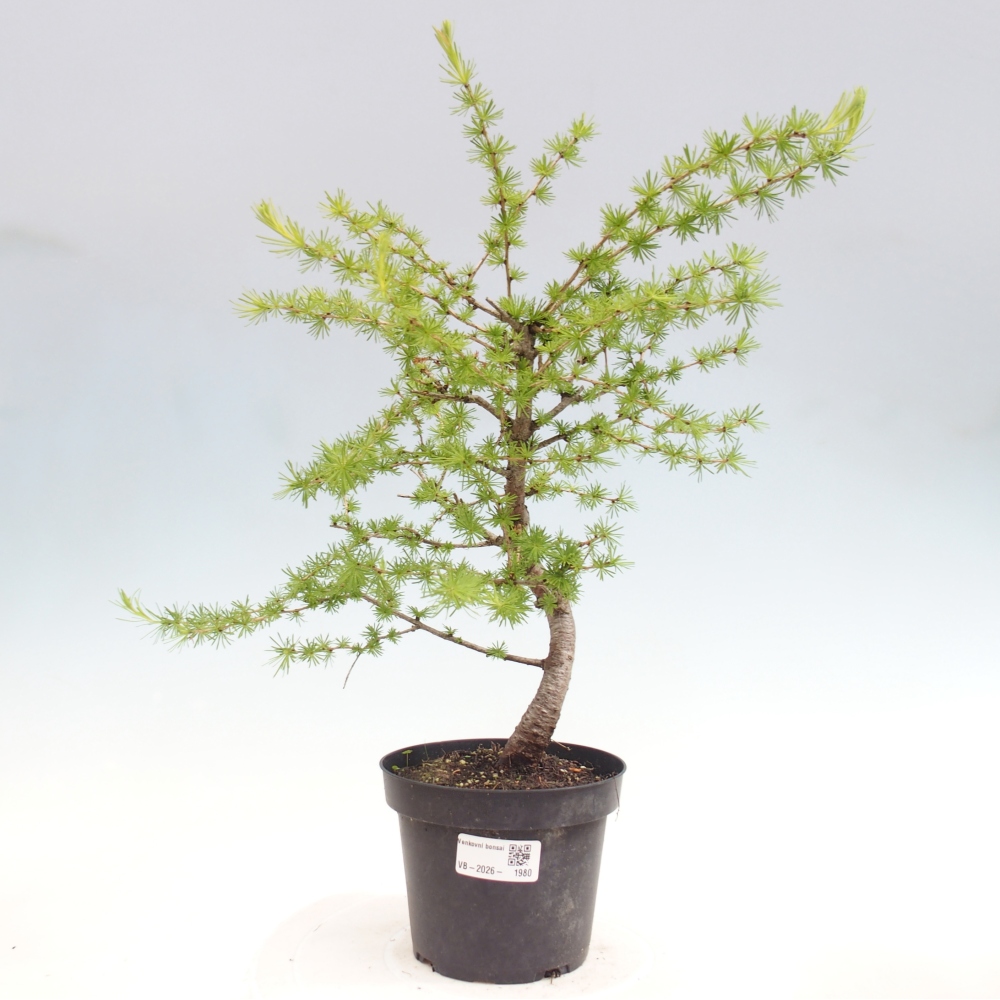 Bonsai für draußen -Larix decidua - Lärche