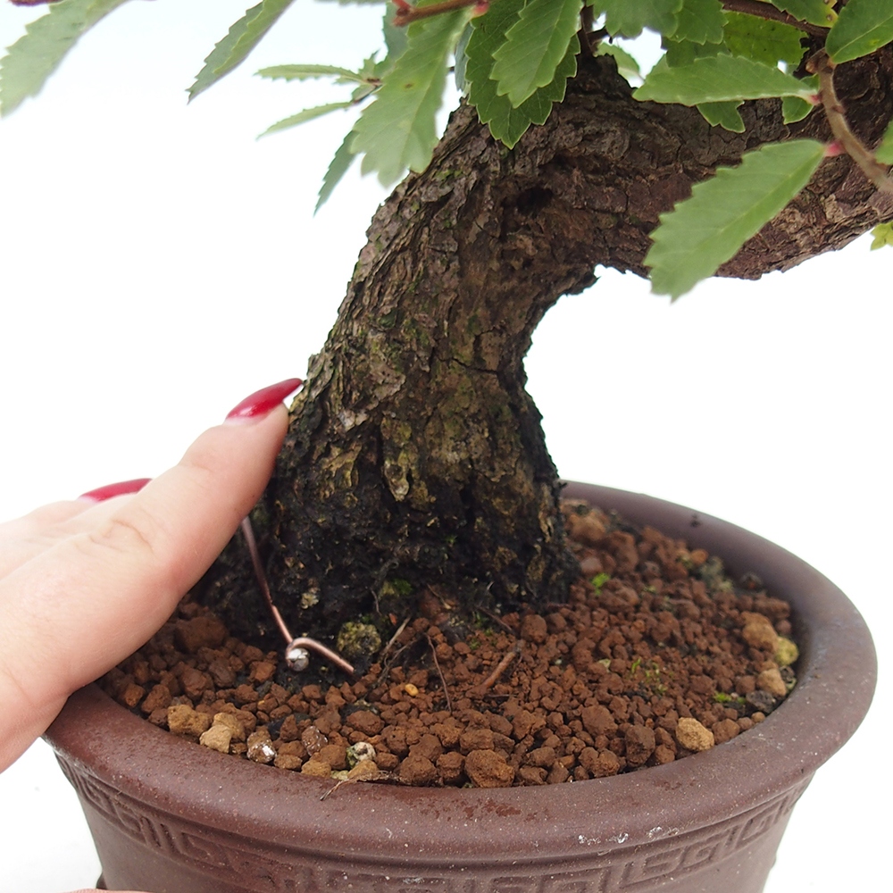 Bonsai für draußen - Zelkova - Zelkova NIRE