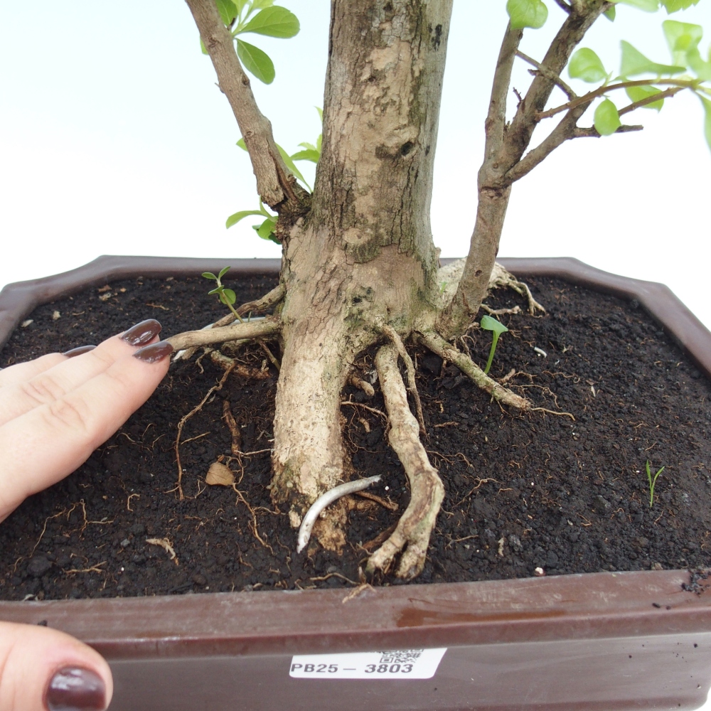 Zimmerbonsai - Duranta erecta Aurea