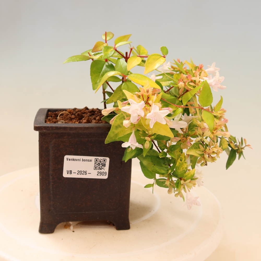 Bonsai für den Außenbereich – Abelia gr. Kleidoscope – Großblumige Abelie