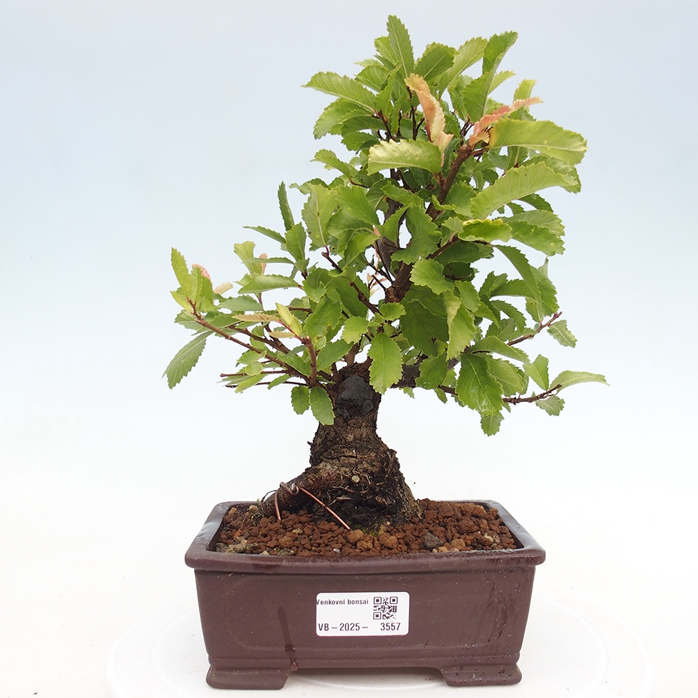 Bonsai für draußen - Zelkova - Zelkova NIRE
