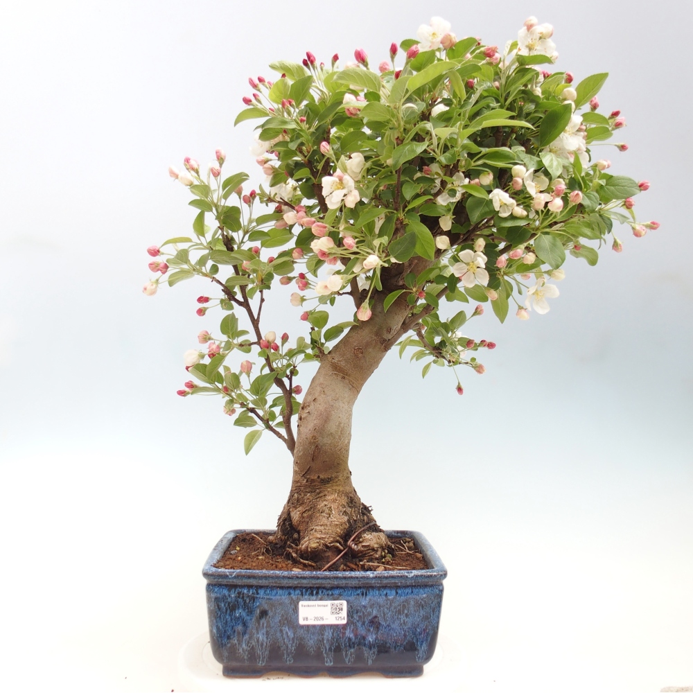 Outdoor-Bonsai -Malus halliana - Kleinfrüchtiger Apfelbaum