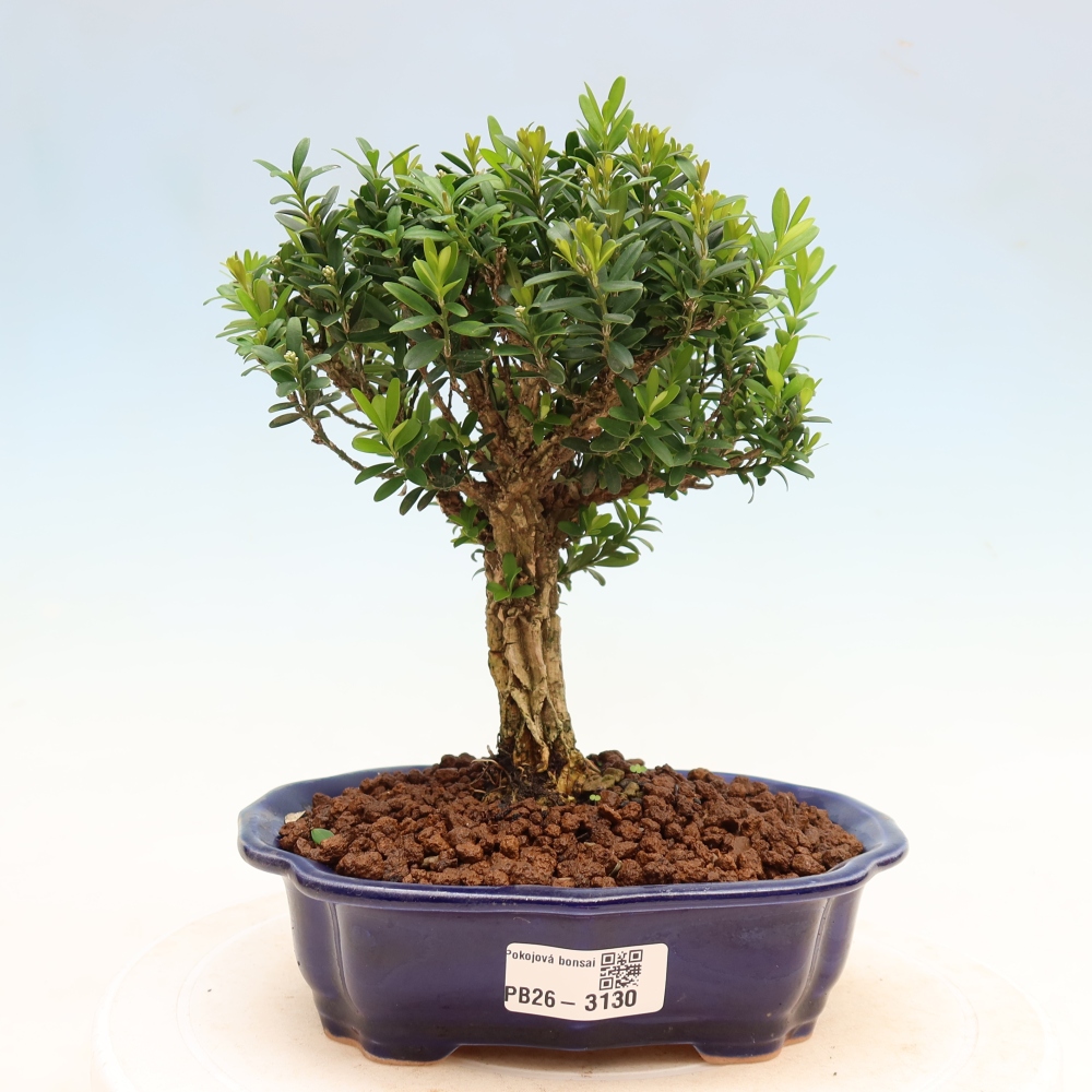 Zimmer Bonsai - Buxus harlandii - Korkbuxus