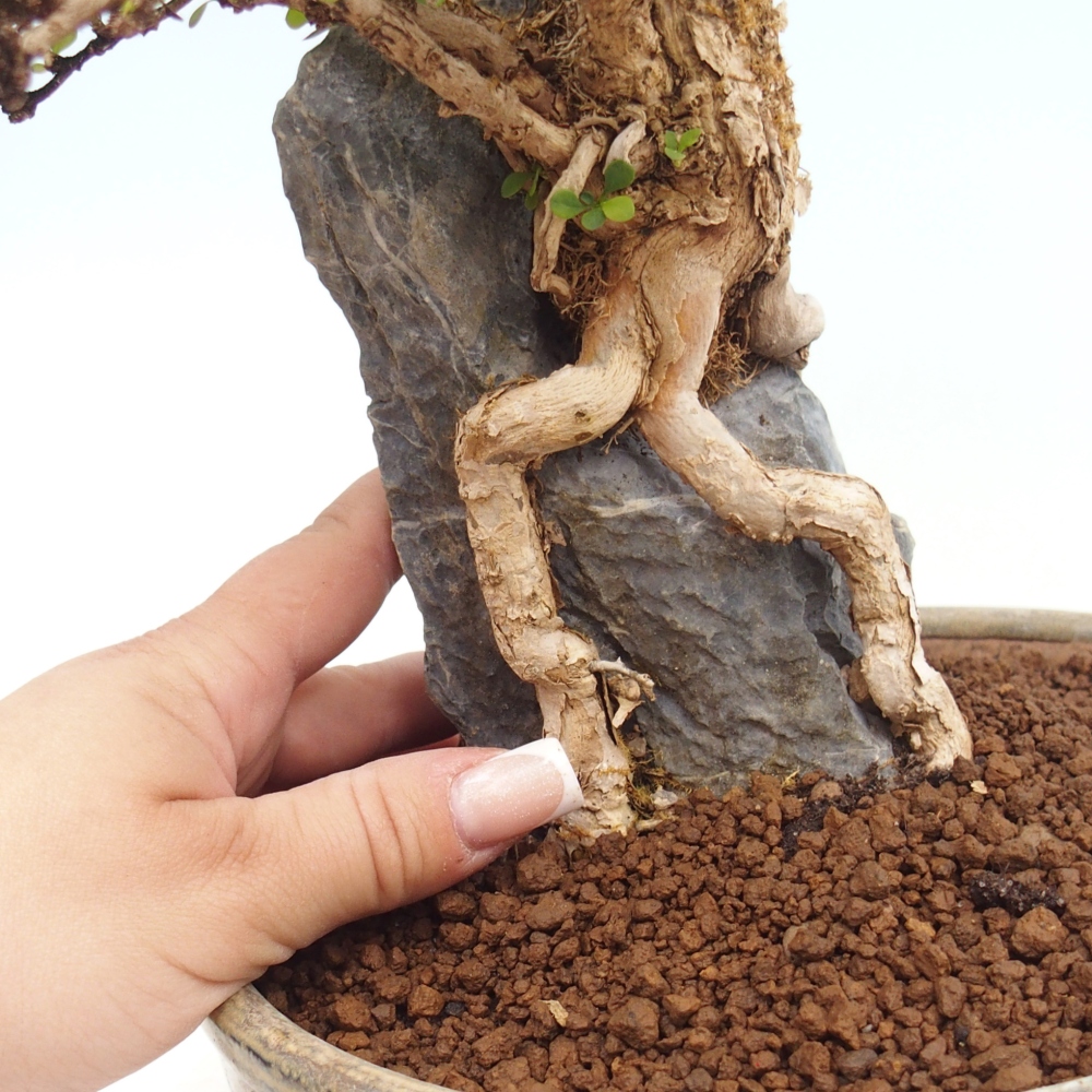 Bonsai für draußen - Berberis coreana