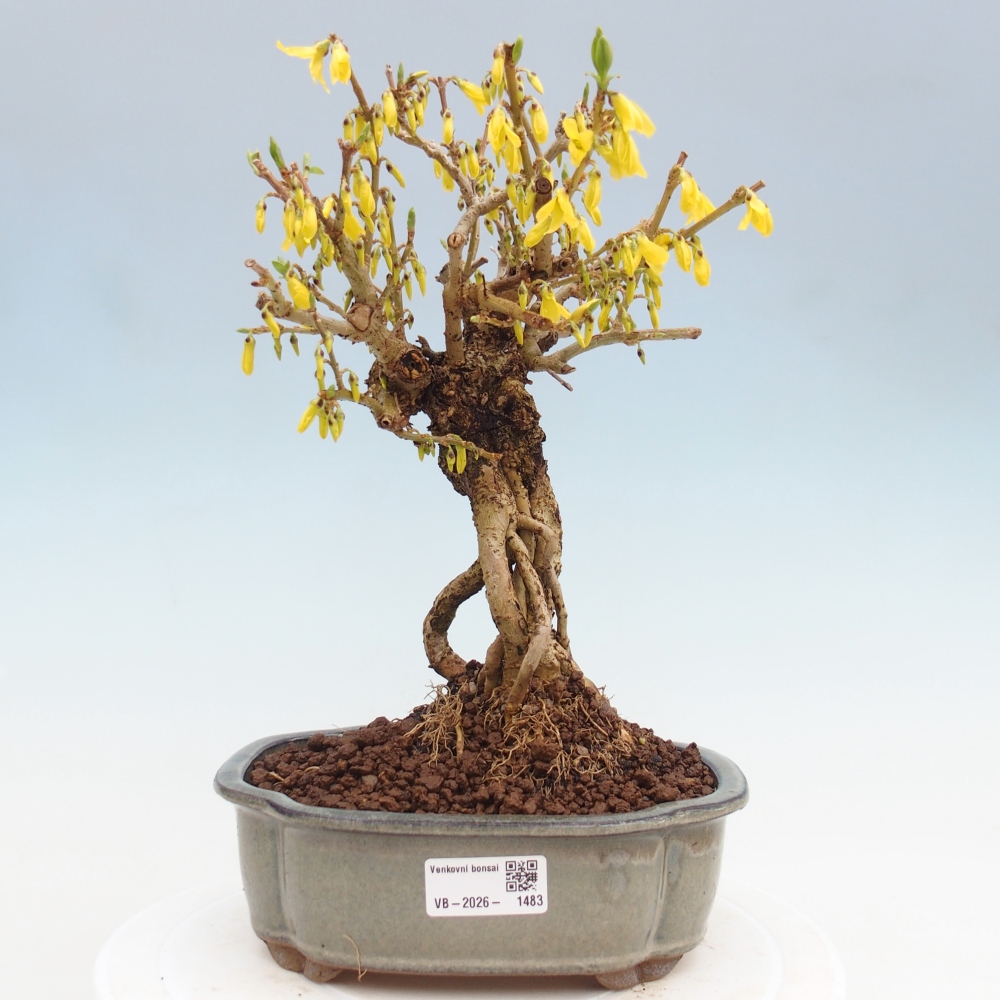 Bonsai für draußen - Zlatice - Forsythia koreana