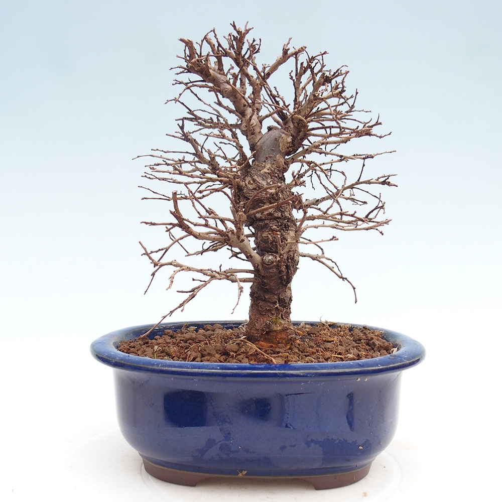 Bonsai für draußen - Zelkova - Zelkova NIRE