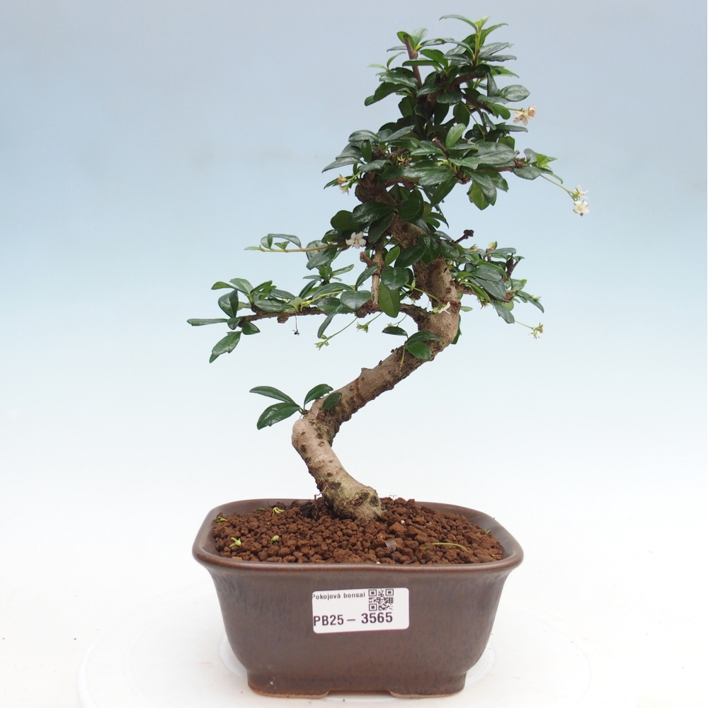 Zimmer-Bonsai - Carmona macrophylla - Tee-Fuki