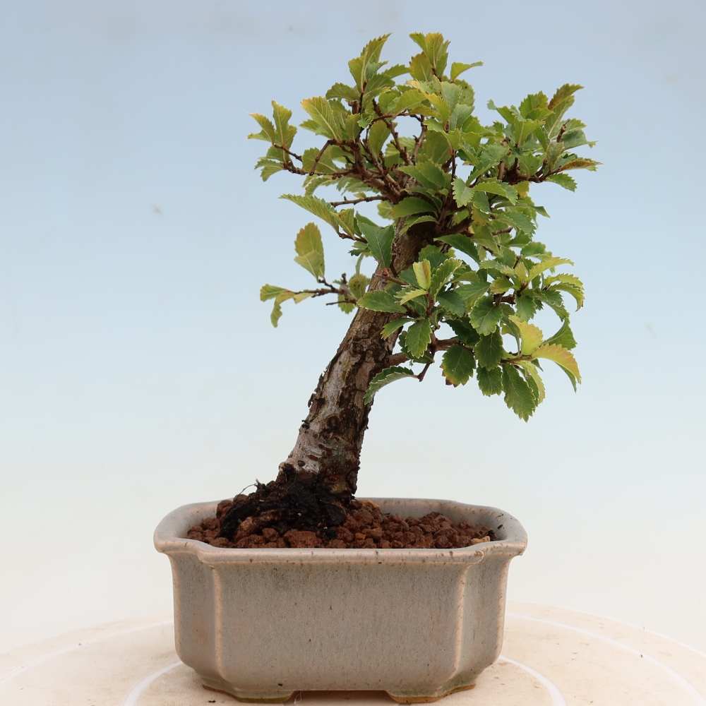 Bonsai für draußen - Zelkova - Zelkova NIRE