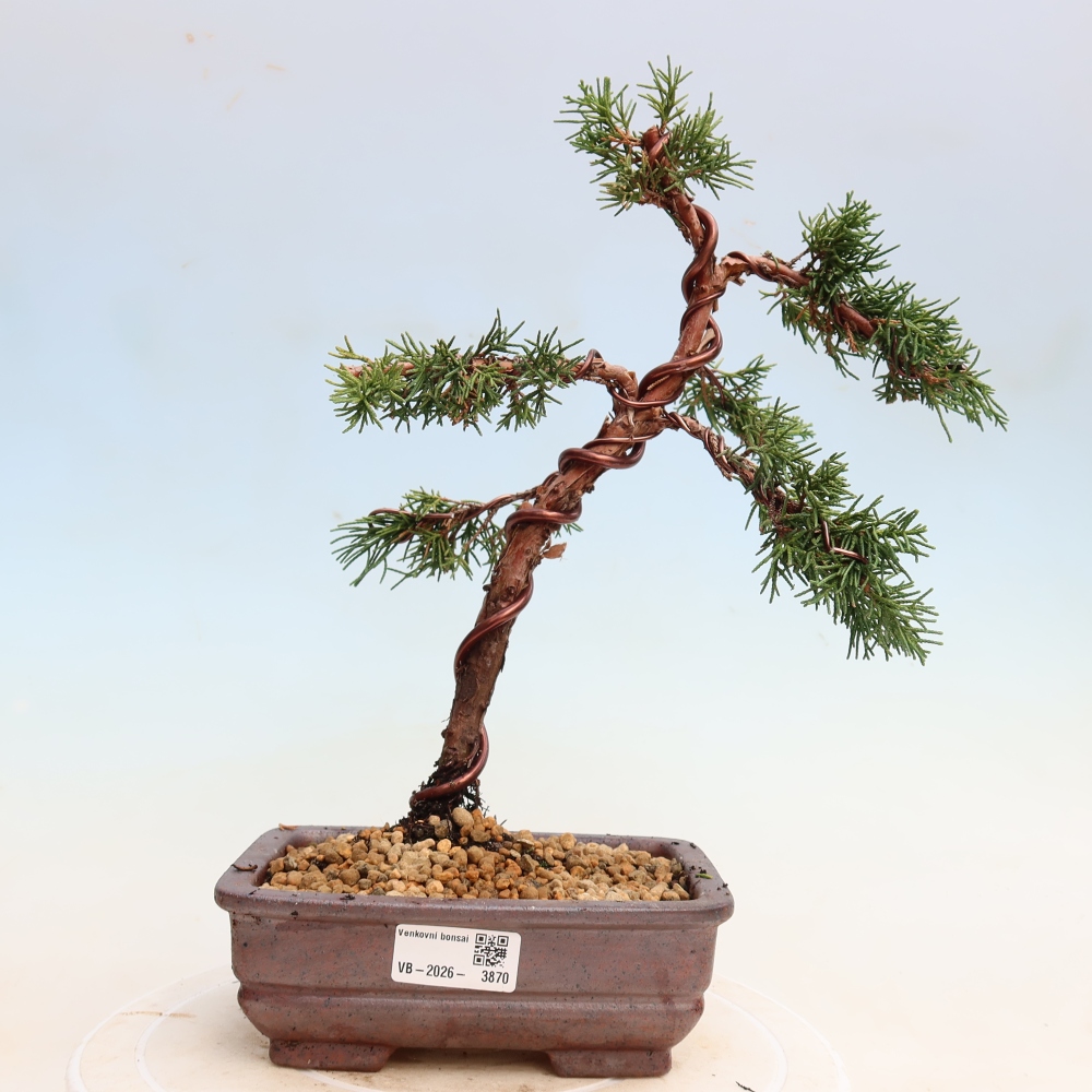 Bonsai für draußen - Juniperus chinensis Kishu