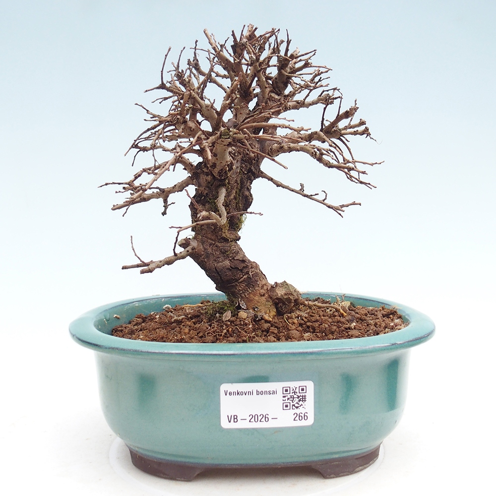 Bonsai für draußen - Zelkova - Zelkova NIRE