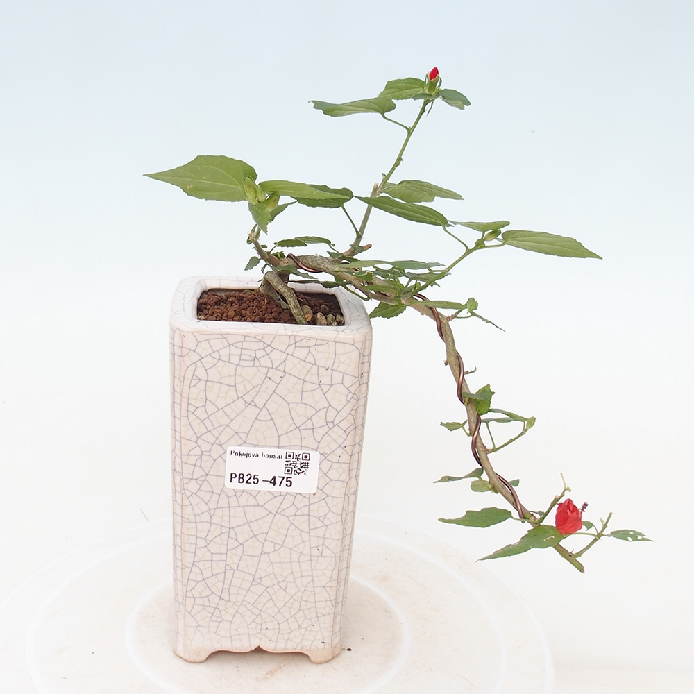 Zimmerbonsai - Malvaviscus arboreus