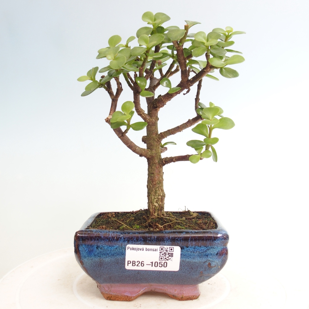 Zimmer Bonsai - Portulakaria Afra - Tlustice
