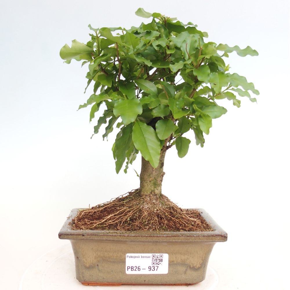 Zimmer Bonsai -Ligustrum chinensis - Vogelschnabel