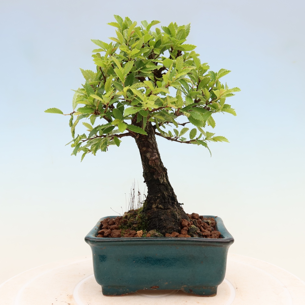 Bonsai für draußen - Zelkova - Zelkova NIRE