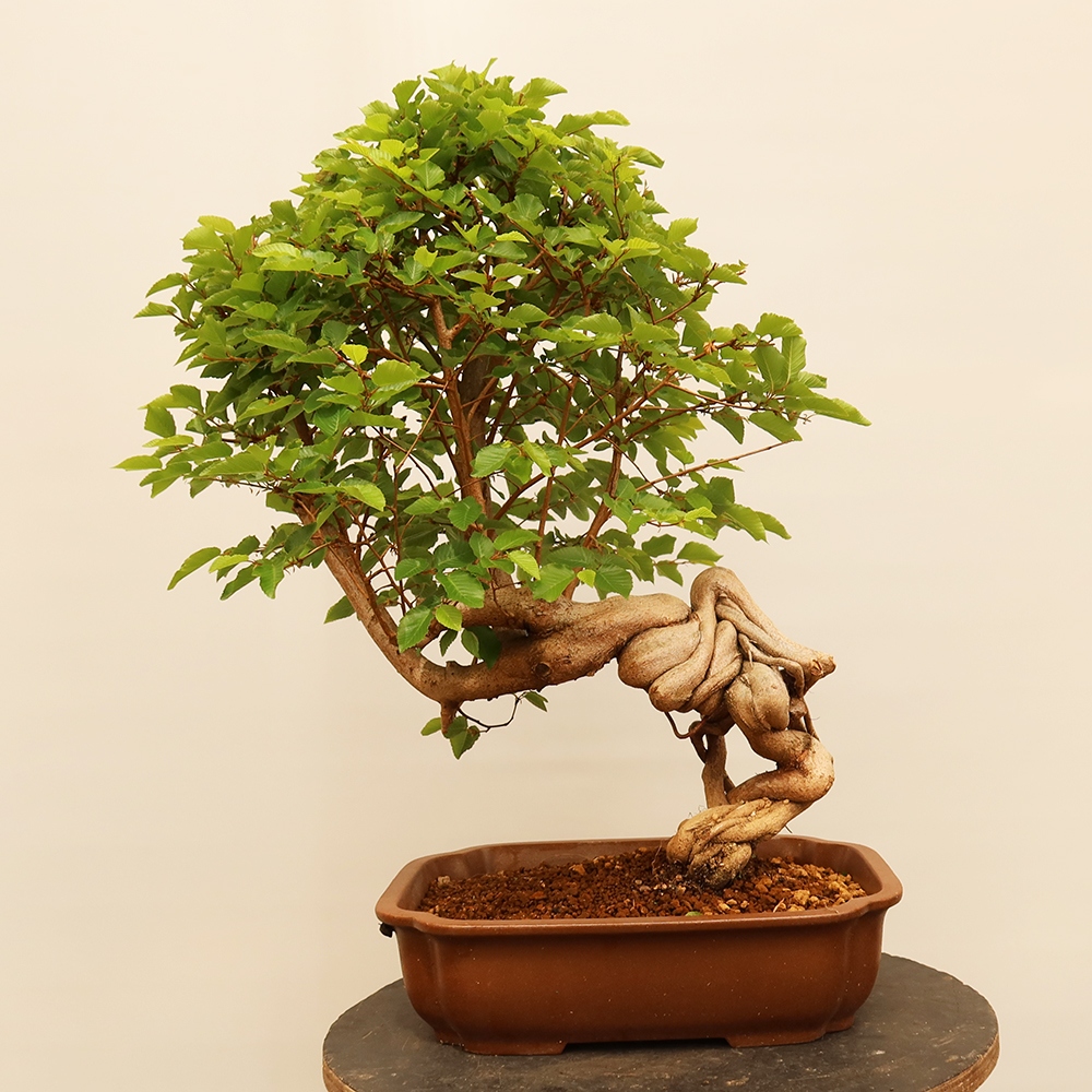 Bonsai für draußen - Karpinus Coreana - Koreanische Hainbuche