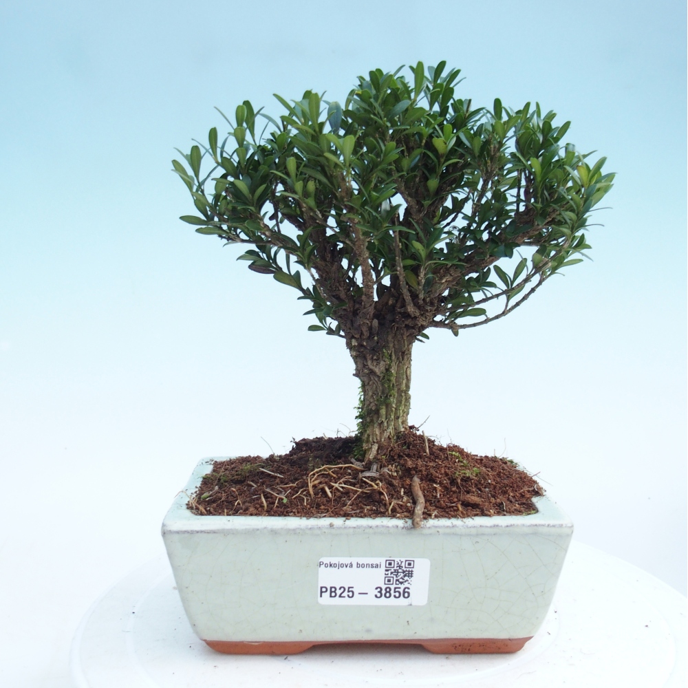 Zimmer Bonsai - Buxus harlandii - Korkbuxus