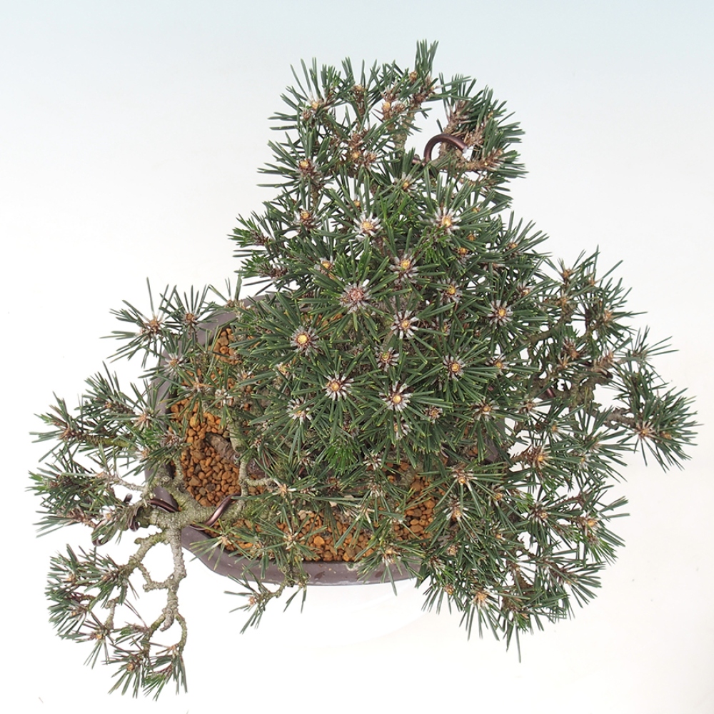 Bonsai für draußen - Pinus thunbergii Kotobuki - Thunberg-Kiefer