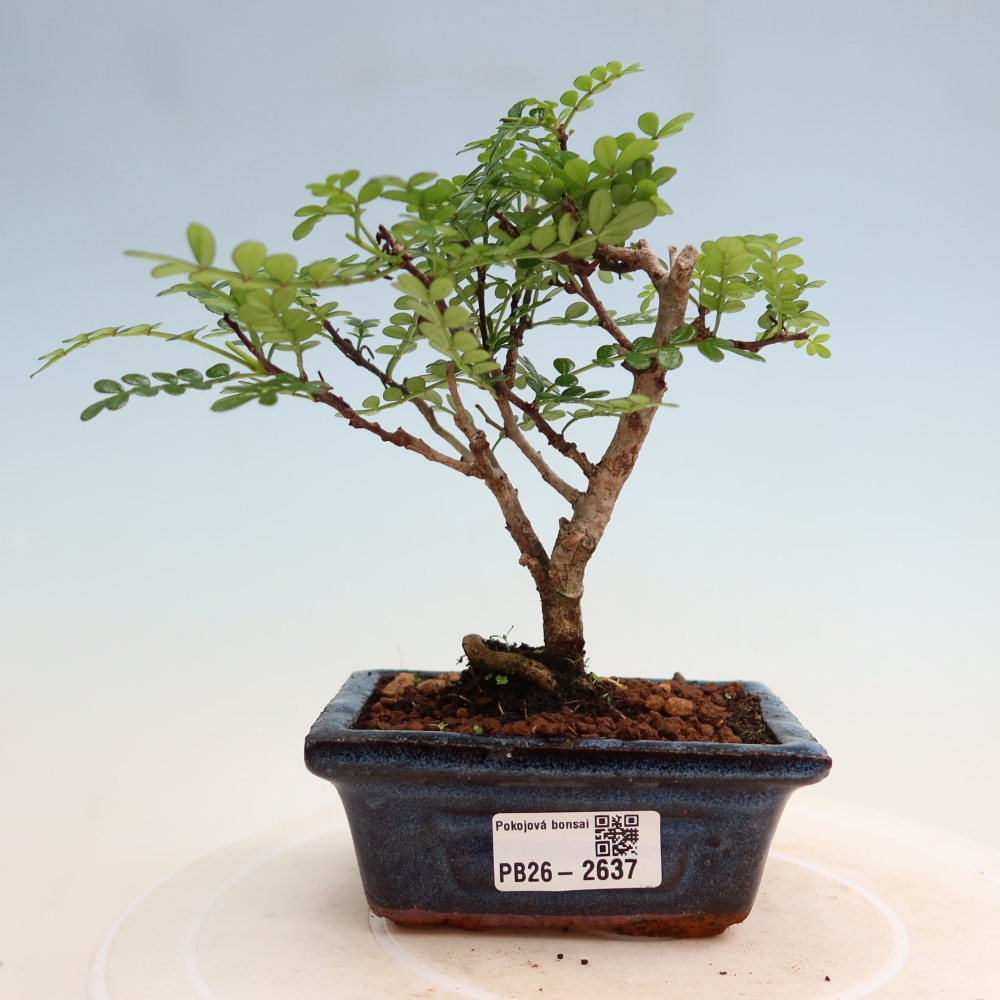 Zimmer Bonsai - Zantoxylum piperitum - Pfefferbaum