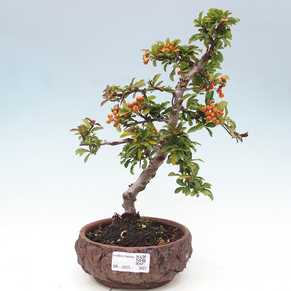 Freiland-Bonsai-Pyracantha Teton -Hlox