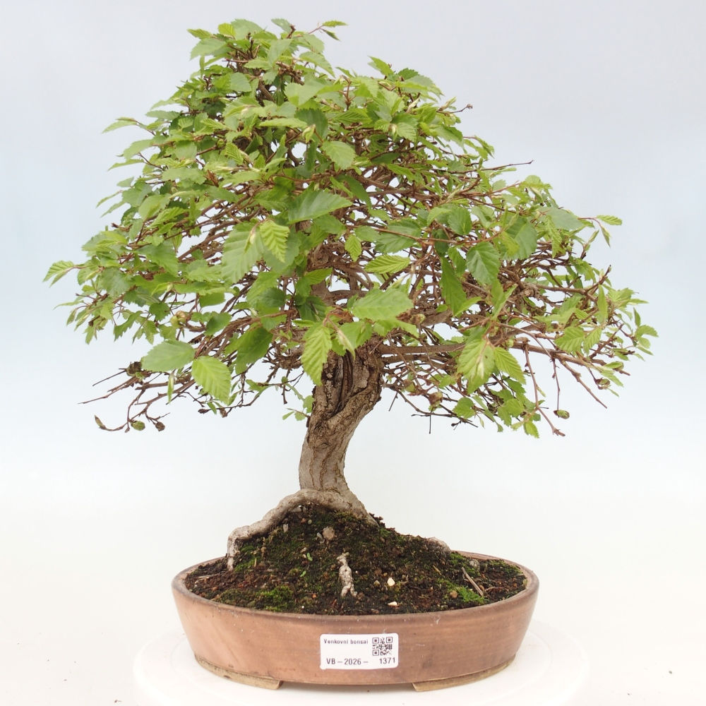 Bonsai für draußen -Carpinus CARPINOIDES - Koreanische Hainbuche