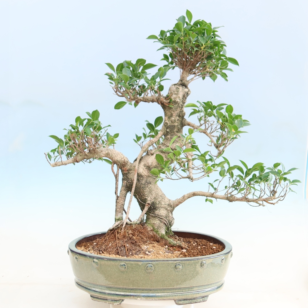 Zimmerbonsai - Ficus kimmen - Kleinblättriger Ficus
