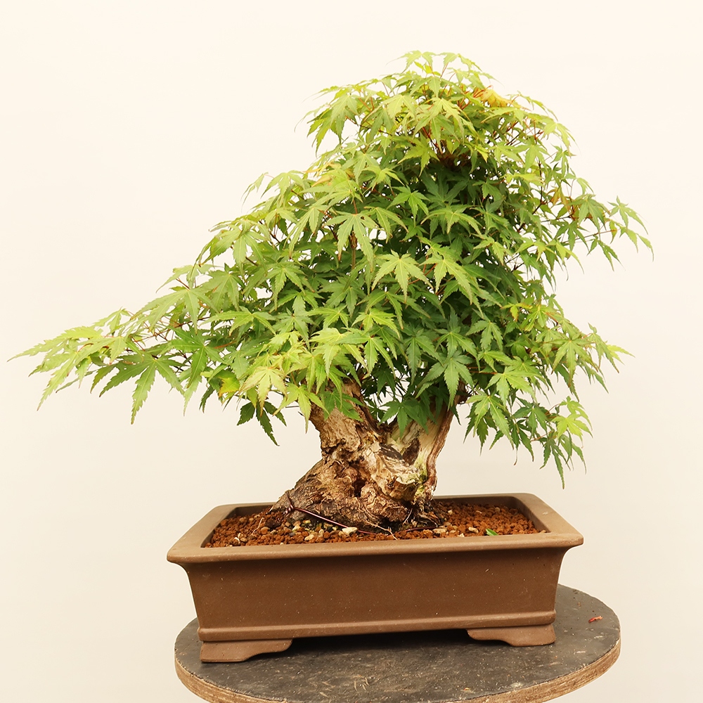 Bonsai für draußen - Ahorn palmatum - Palmen