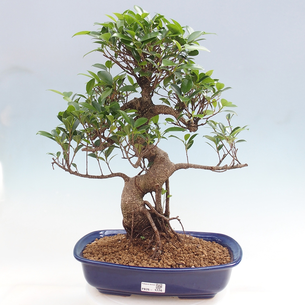 Zimmerbonsai - Ficus kimmen - Kleinblättriger Ficus
