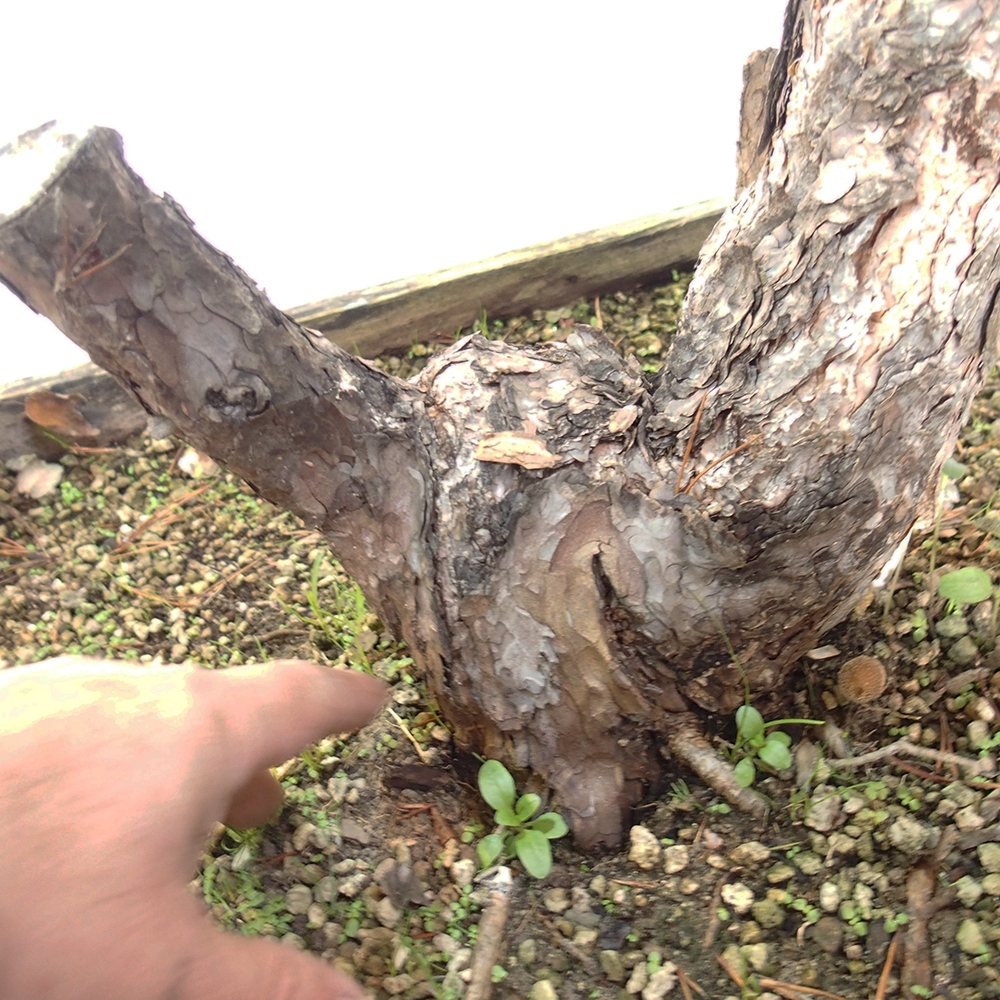 Yamadori - Pinus sylvestris Spanien