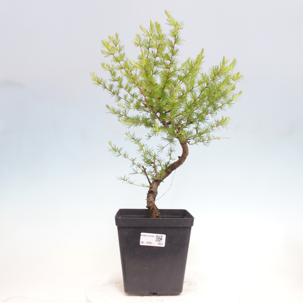 Bonsai für draußen -Larix decidua - Lärche