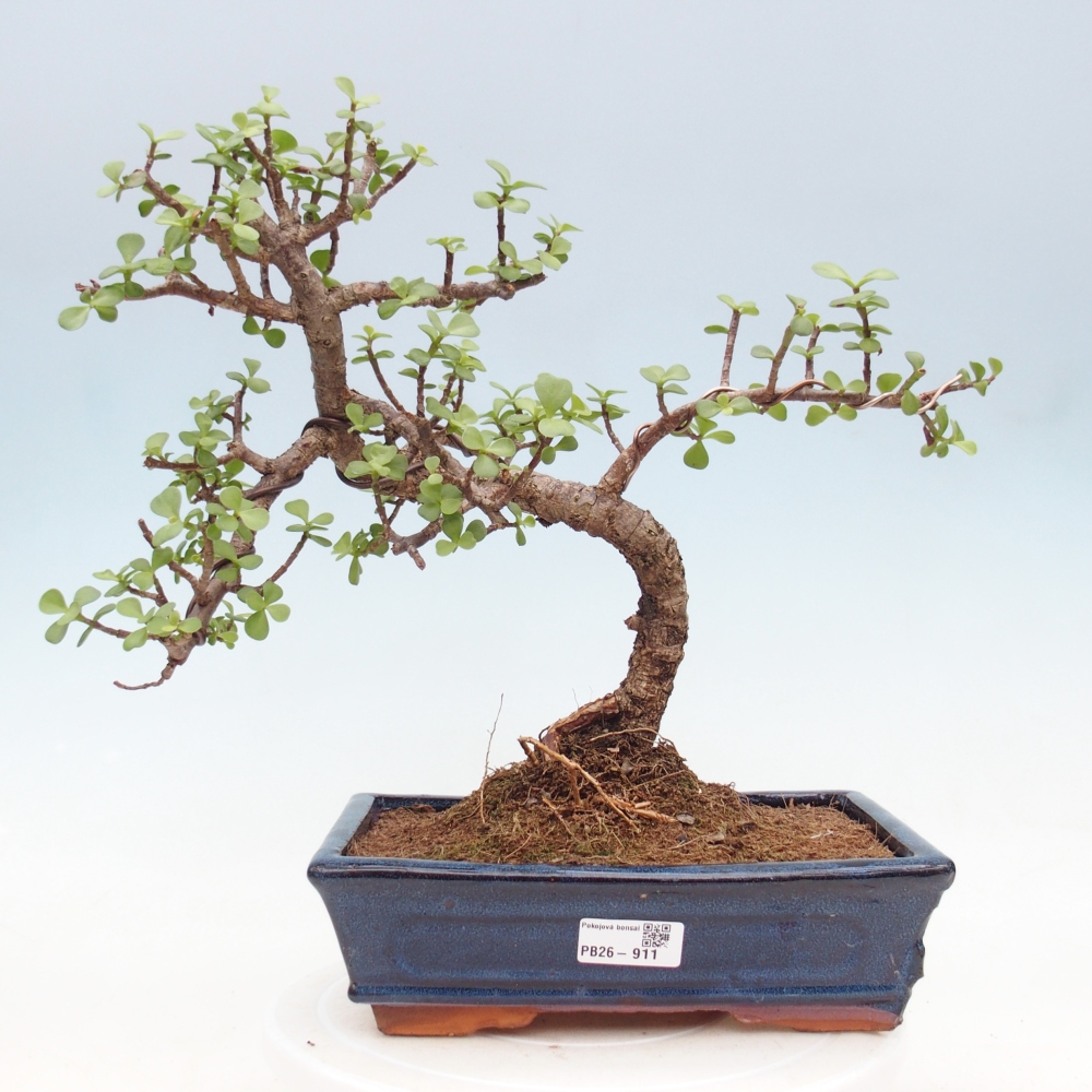 Zimmer Bonsai - Portulakaria Afra - Tlustice