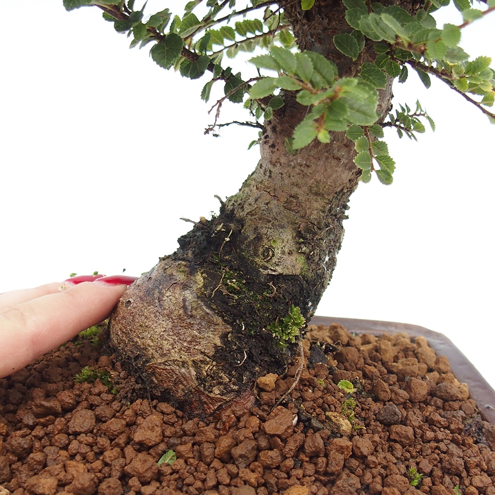 Bonsai für draußen - Ulmus parvifolia Hokkaido - Chinesische Ulme
