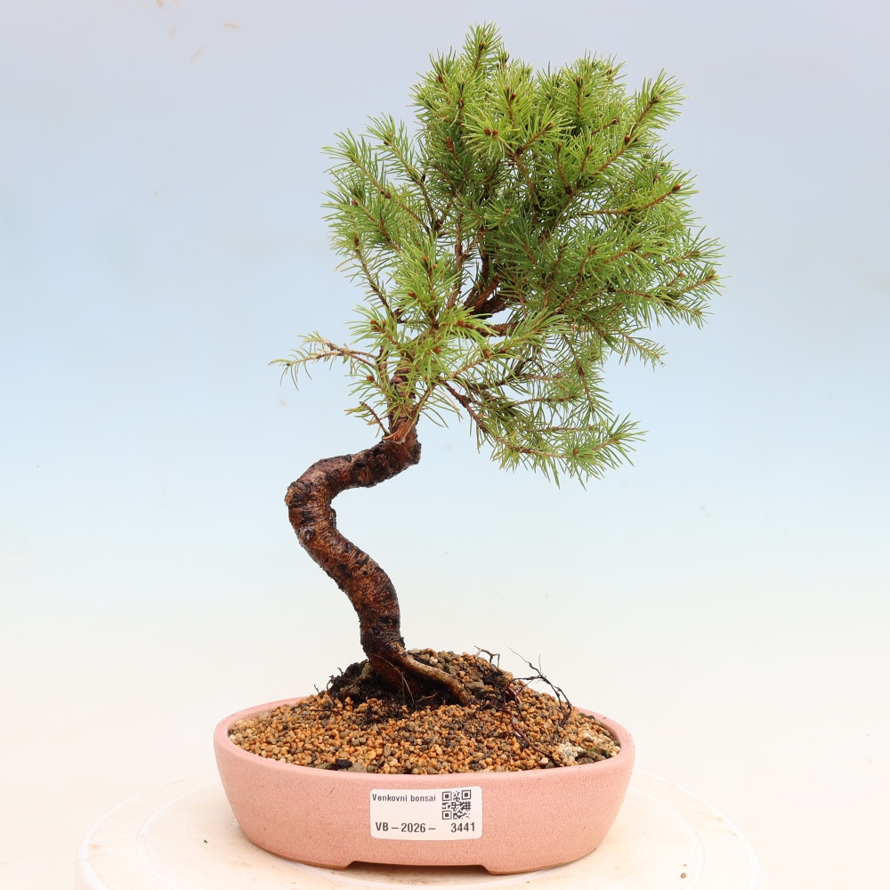 Bonsai für den Außenbereich – Graufichte – Picea glauca Globe