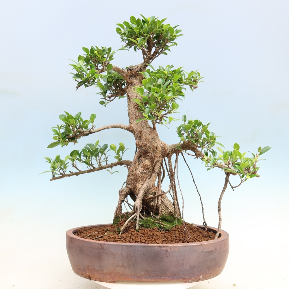 Zimmerbonsai - Ficus kimmen - Kleinblättriger Ficus