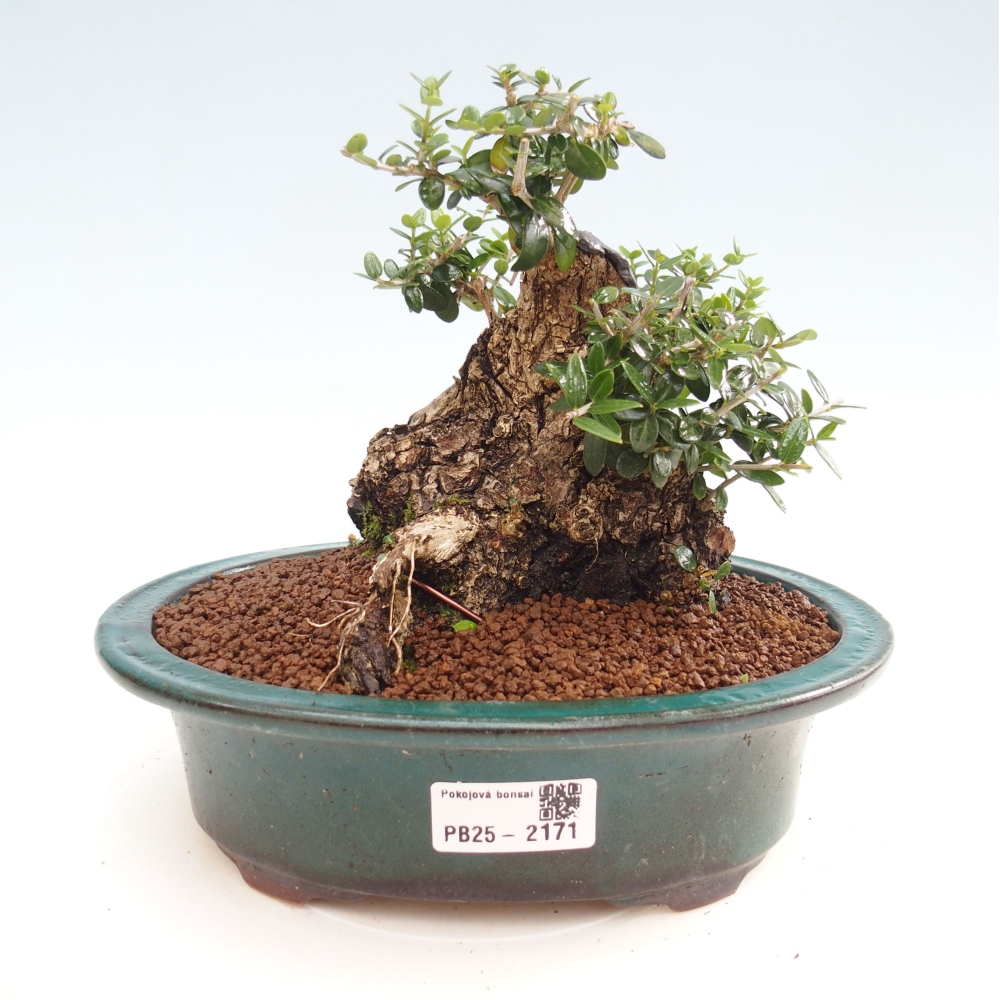 Zimmerbonsai - Olea europaea sylvestris