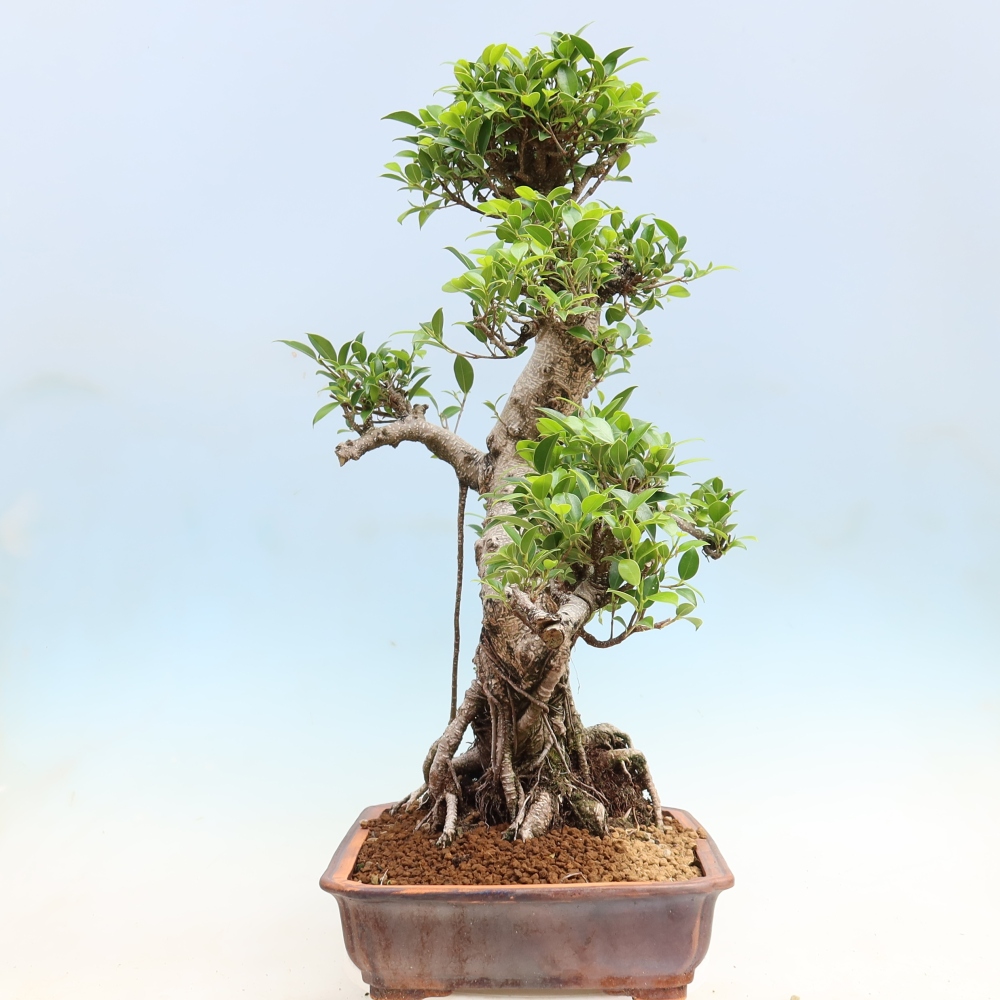 Zimmerbonsai - Ficus kimmen - Kleinblättriger Ficus