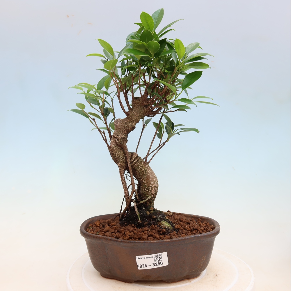 Zimmerbonsai - Ficus kimmen - Kleinblättriger Ficus