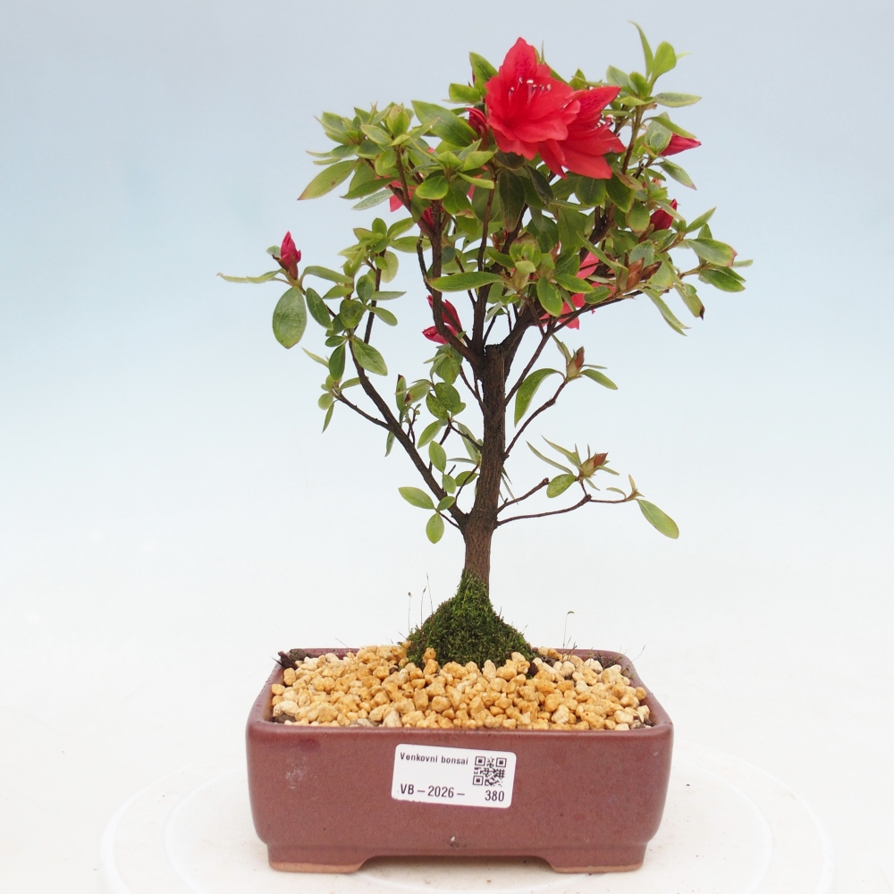Bonsai für draußen - Japanische Azalee - Azalea sp.