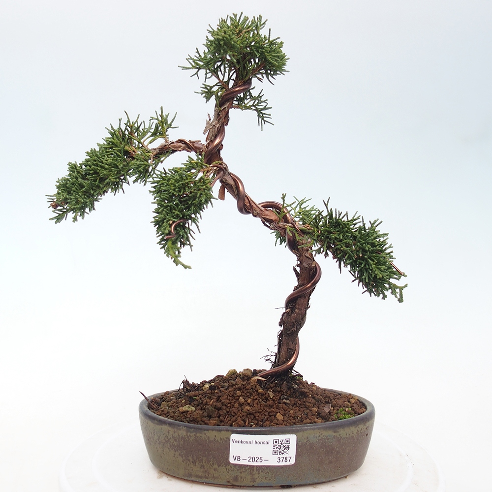 Bonsai für draußen - Juniperus chinensis Kishu