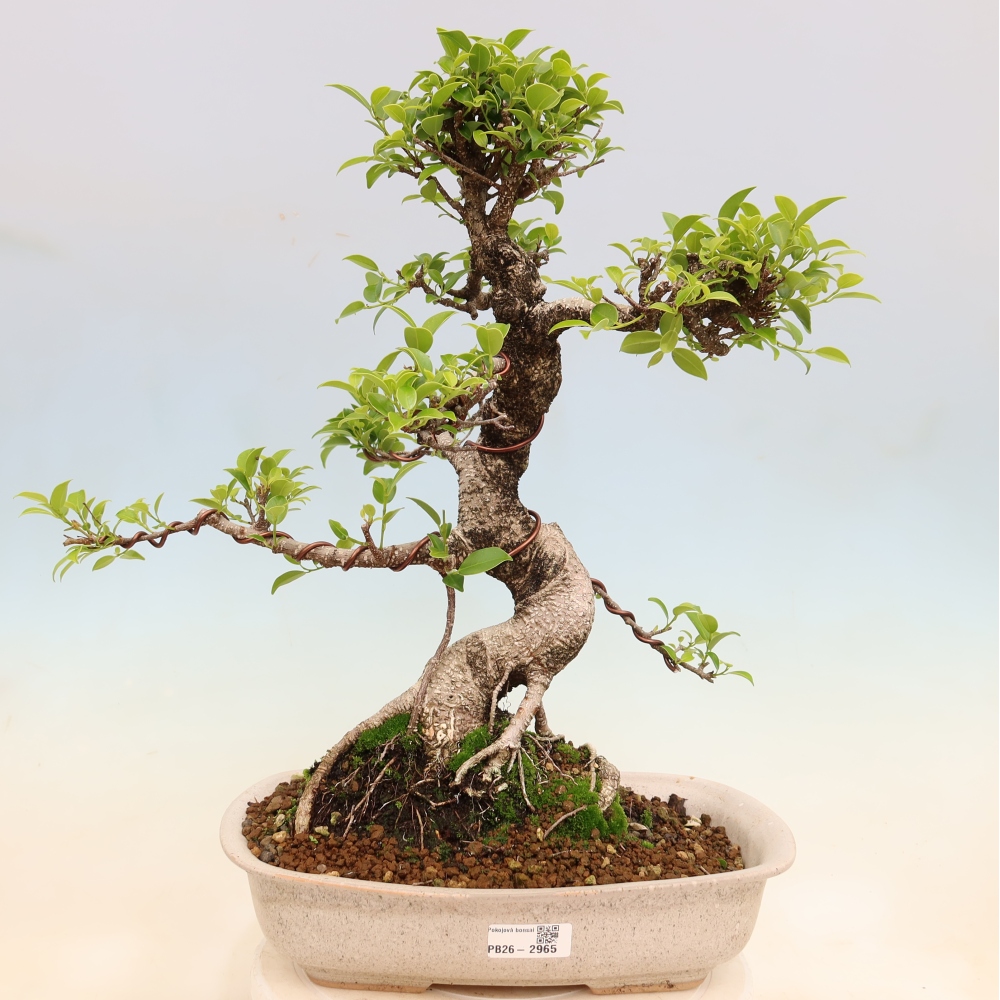 Zimmerbonsai - Ficus kimmen - Kleinblättriger Ficus